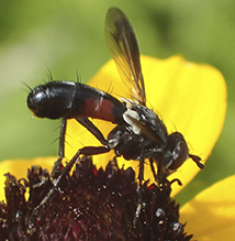 tachinid fly (Cylindromyia sp.)