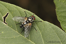 tachinid fly (Thelaira americana)