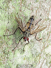 tachinid fly (Zelia vertebrata)