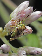 tarnished plant bug