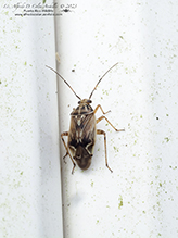tarnished plant bug