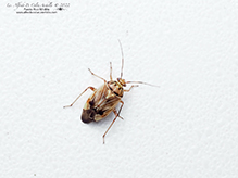 tarnished plant bug