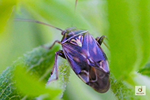 tarnished plant bug