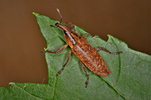 terminal cylindrical weevil