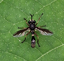 thick-headed fly (Physocephala furcillata)