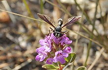 thick-headed fly (Physocephala sagittaria)