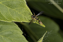 thick-headed fly (Physoconops obscuripennis)