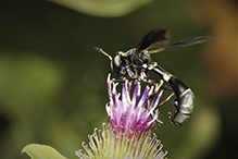 thick-headed fly (Physoconops obscuripennis)