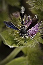 thick-headed fly (Physoconops obscuripennis)