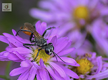 thread-waisted wasp (Prionyx parkeri)
