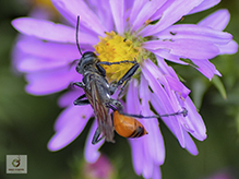 thread-waisted wasp (Prionyx parkeri)