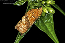 three-lined leafroller moth