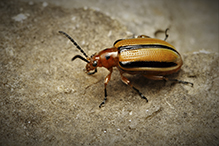 three-lined potato beetle