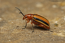 three-lined potato beetle