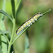 toadflax brocade moth