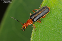 tomentous soldier beetle