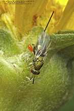 torymid wasp (Family Torymidae)