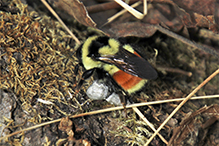 tricolored bumble bee