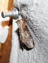 tufted thyatirine moth