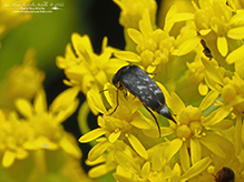 tumbling ragdoll flower beetle