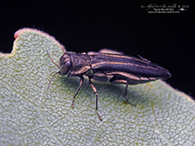 two-lined chestnut borer