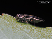 two-lined chestnut borer
