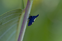 two-marked treehopper