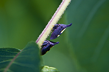 two-marked treehopper