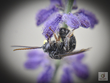 two-spotted longhorn bee