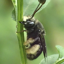 two-spotted longhorn bee