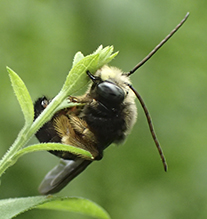 two-spotted longhorn bee