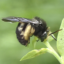 two-spotted longhorn bee