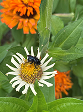 two-spotted longhorn bee