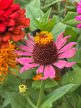 two-spotted longhorn bee