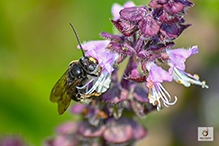 two-spotted longhorn bee