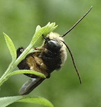 two-spotted longhorned bee
