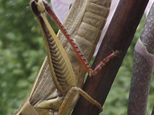 two-striped grasshopper