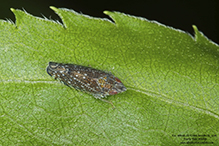 typical leafhopper (Scaphytopius sp.)