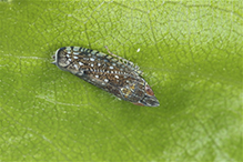 typical leafhopper (Scaphytopius sp.)