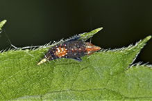 typical leafhopper (Scaphytopius sp.)