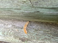 Virginian tiger moth