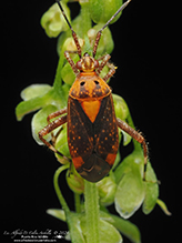 variable eastern taedia mirid
