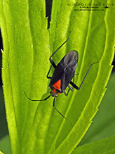 variable eastern taedia mirid