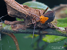 variable eastern taedia mirid