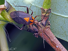 variable eastern taedia mirid