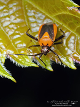 variable eastern taedia mirid