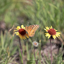 variegated fritillary
