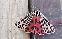 virgin tiger moth