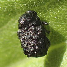 warty leaf beetle (Exema sp.)