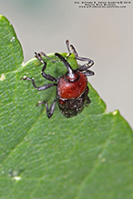 wavy flower weevil